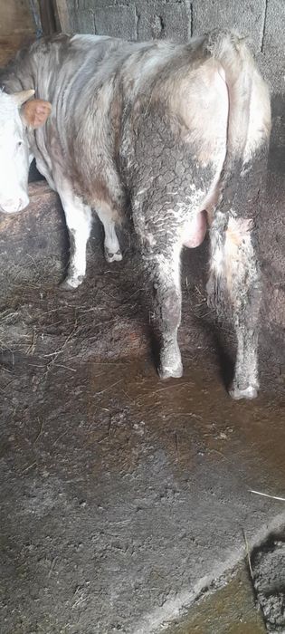 Vând viței detalii la telefon