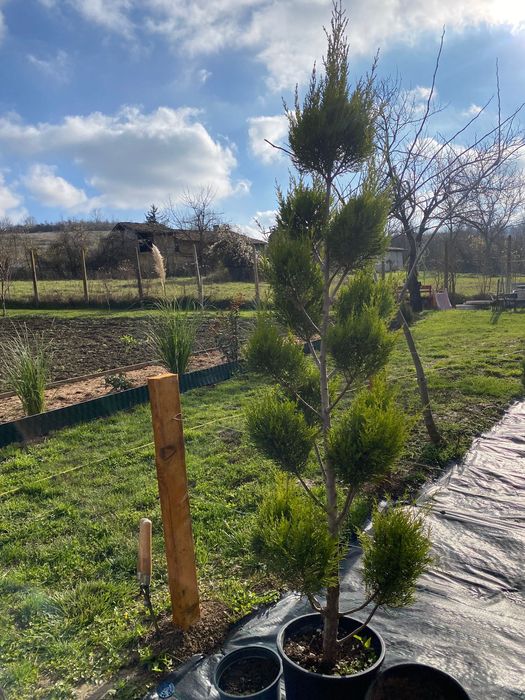 Туя Пон Пон 1 бр