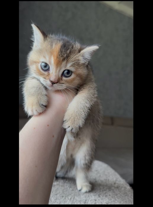 Британские котята скотиш страйт