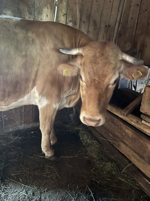 Vand vaca/juninca la prima fatare cu vitel