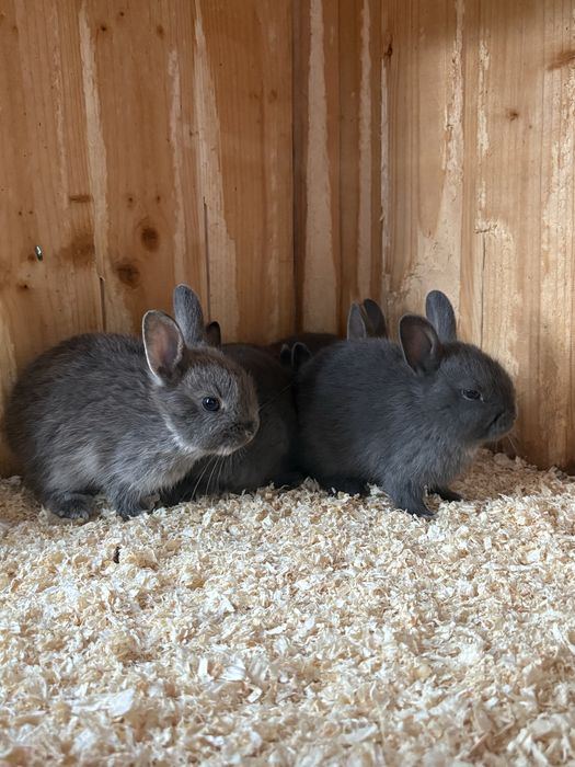 Iepurași de companie  mini blue,pitic olandez