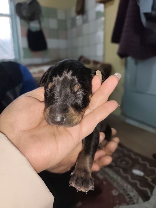 Продаются щенки доберманов