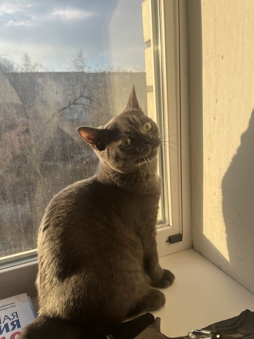 Продам кота британца