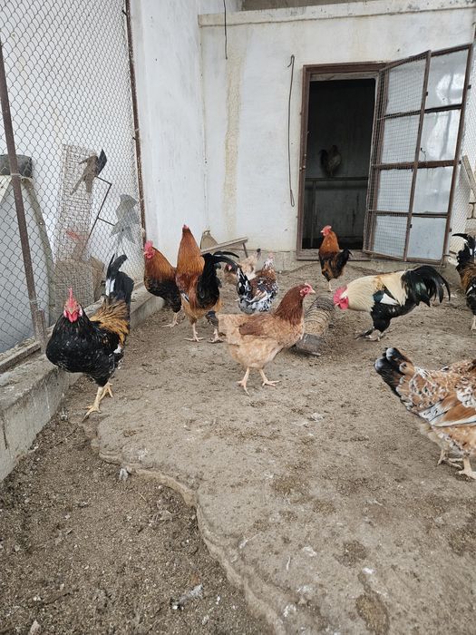 Әтеш бір жылдық сатылады