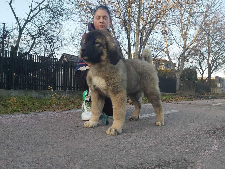 Femela ciobanesc caucazian cu pedigree