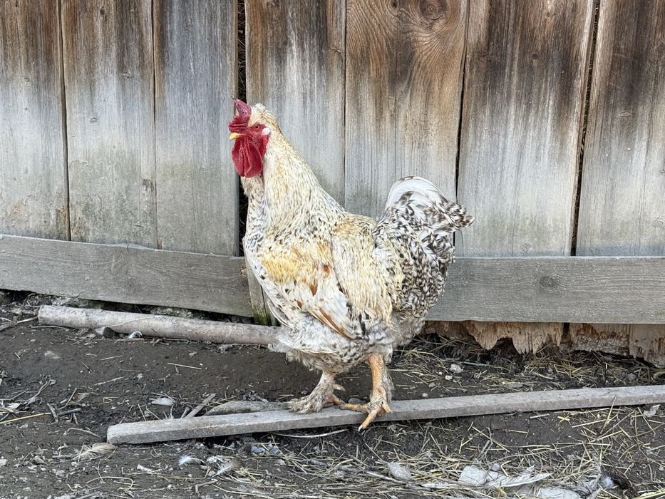 Vand Cocoș de casă