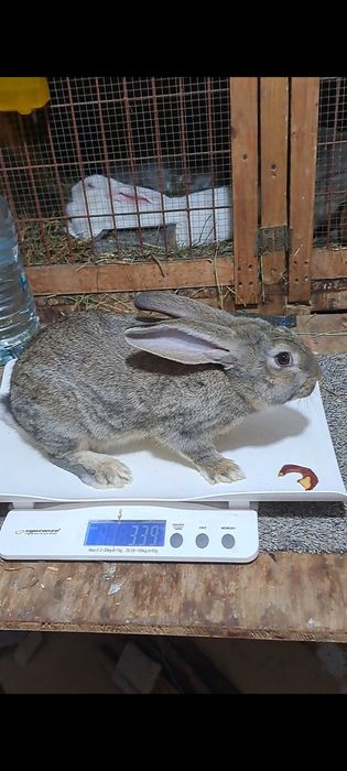 Tineret uriaș german