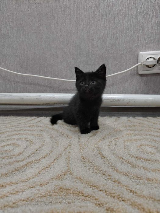 Котята бесплатно