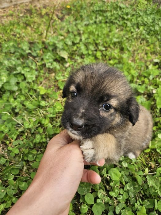 Малки кученца търсят дом