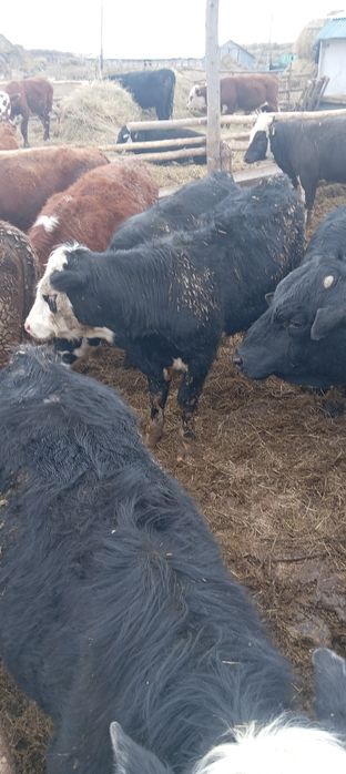 Породистые бычки