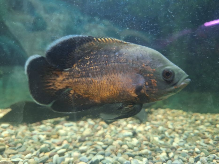 Астранатус сатылады