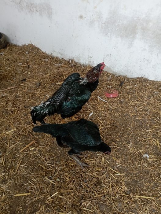 Хўрозлар сотилади товуқлархам