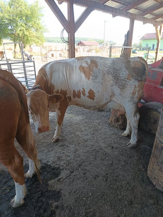 Vând vaca forte buna de lapte