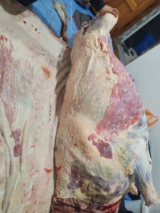 Туу сиыр сатылад