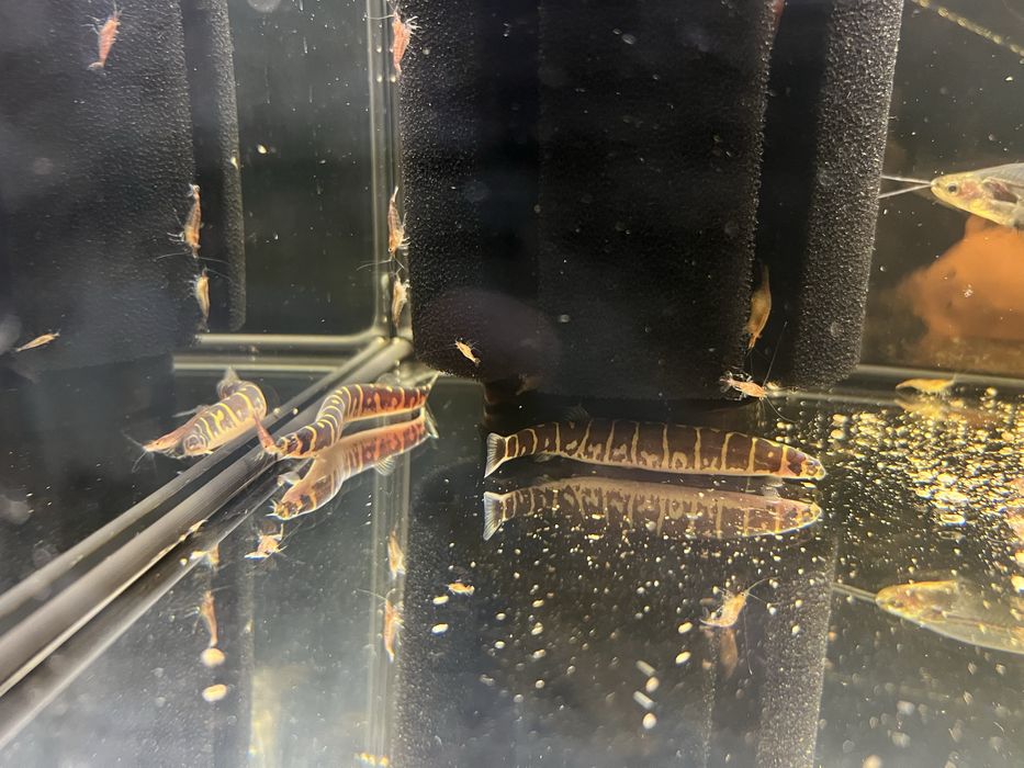 Somn sticla, Kuli, Tetra Ember, Microrasbora Galaxy, Sewelia, L201