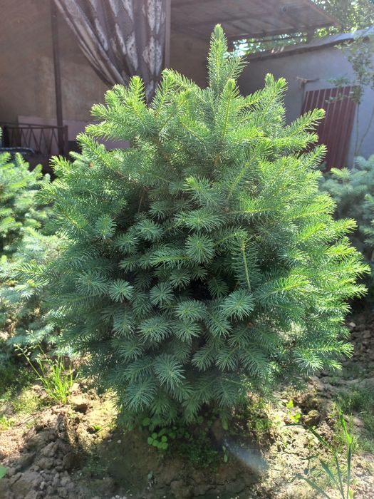 Archa голубое если