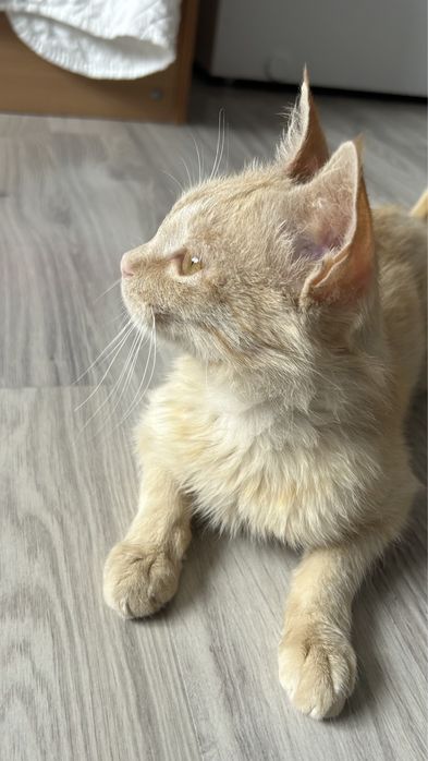 В добрые руки котенок-подросток