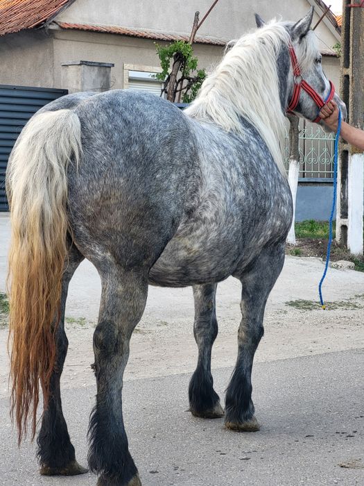 4 iepe de vanzare geatante