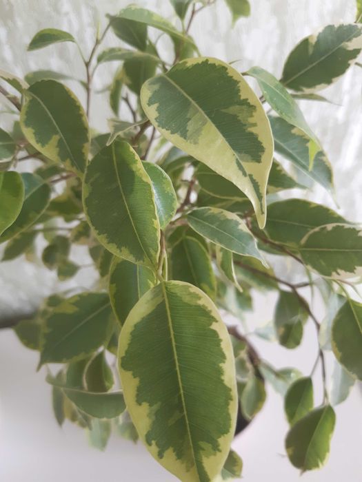 Фикус Бенджамина Кинки