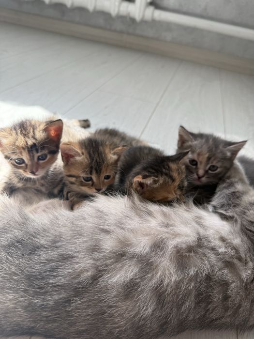 Британские короткошерстные котята