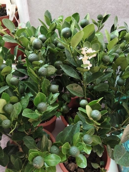 Продам дерево мандарина
