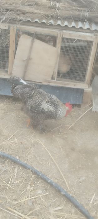 Ху́роз  брама зотли