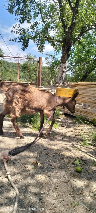 Vând iadă de 3 luni