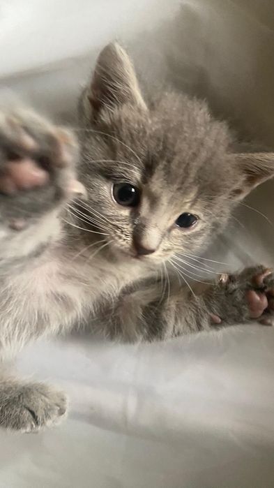 Шотландские котята продаются