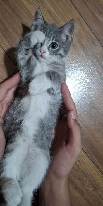 Котёнок-девочка в Добрые руки