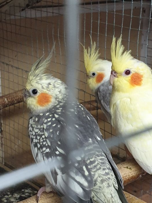 Papagali disponibili micul alexandru,rosele și nimfe