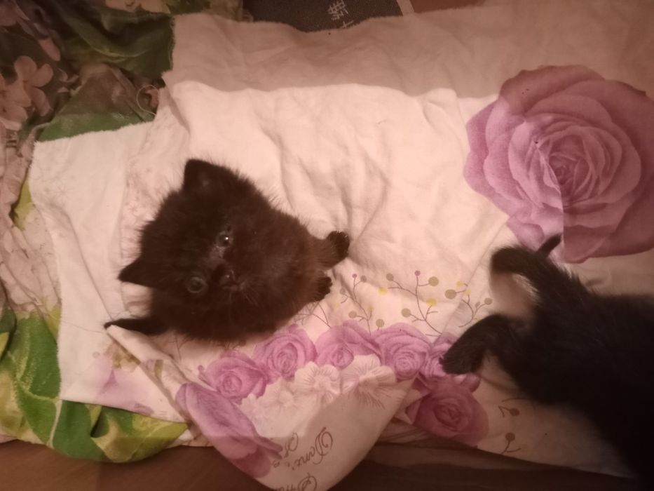 Одам добрые руки
