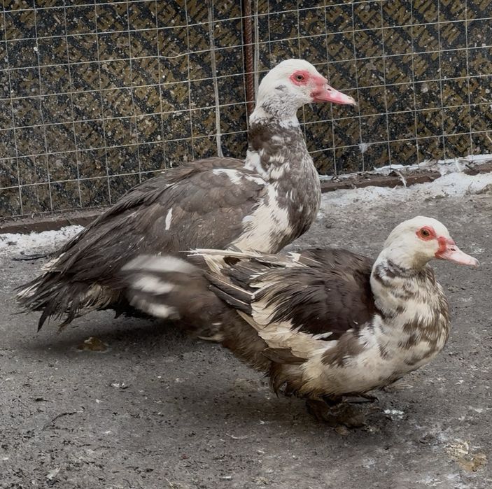 Индоутки разных возрастов