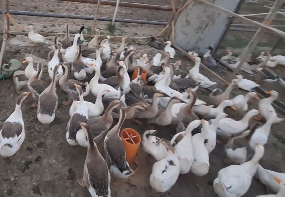 Королевский зотли гозлар сотилади