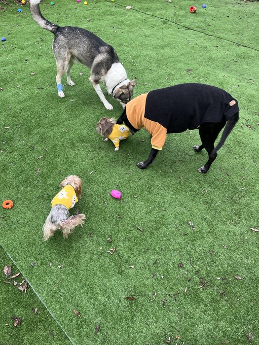 Хотел за кучета и Груминг в София