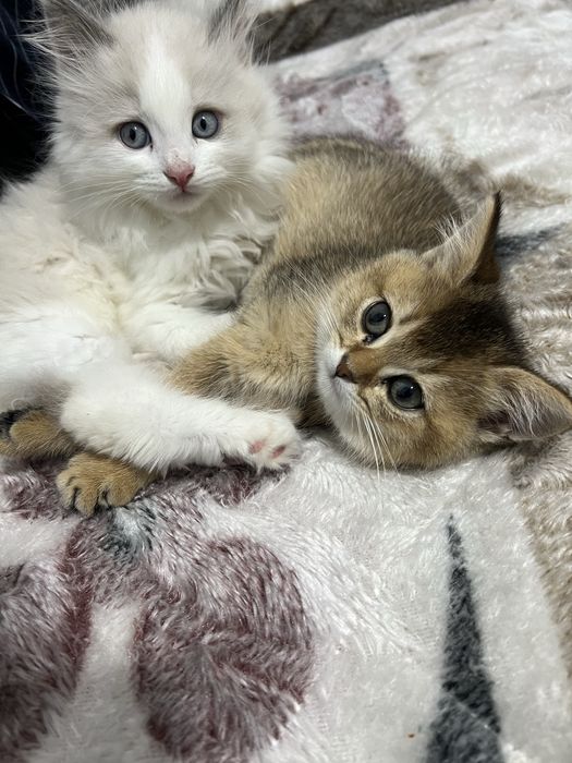 Parodasi: Hayland regdoll aralash