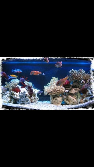 Ремонт аквариум любой вид и любых частей реставрация мебел аква обслуг