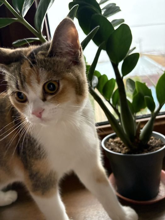 продаю кошку порода шиншила 8 месяцев