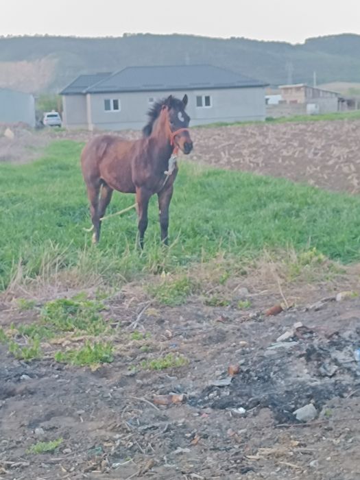 Mînz de vînzare  7 luni