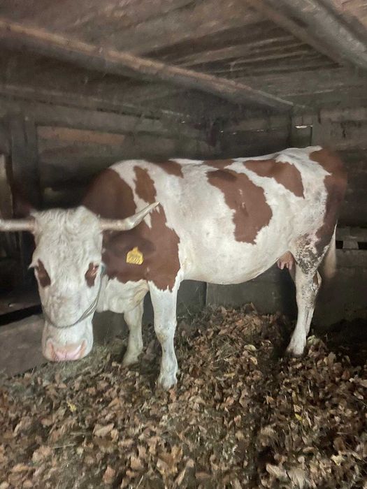 Vaca bălțată româneasca de vânzare