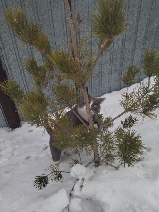 Отдам в хорошие руки