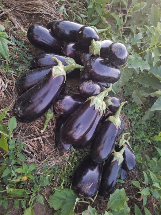 Vinete Netratate Chimic