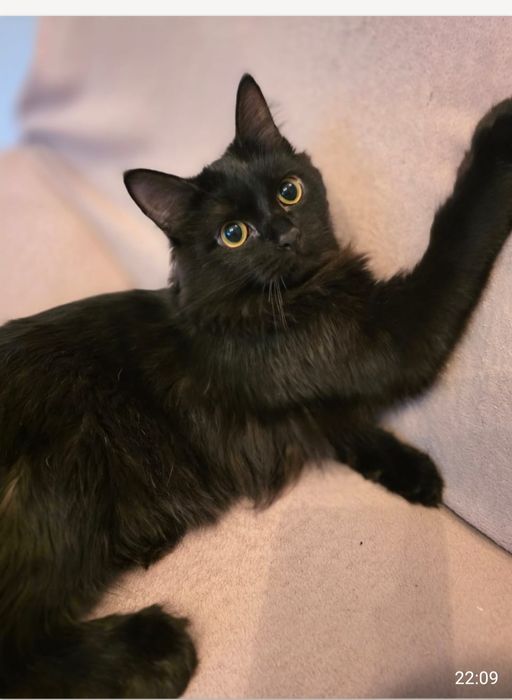 Котик,срочно в хорошие руки