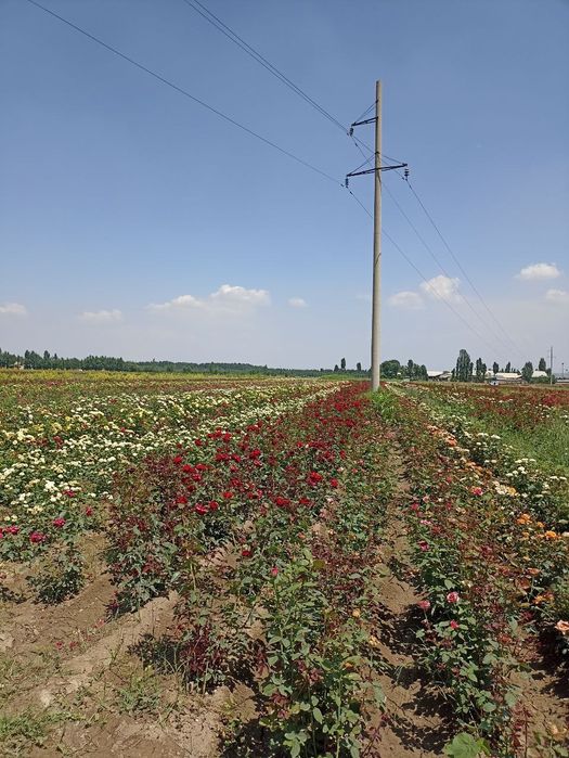 Atirgul ko'chatlari черная магия штамповий гуллар бир танада икки хил