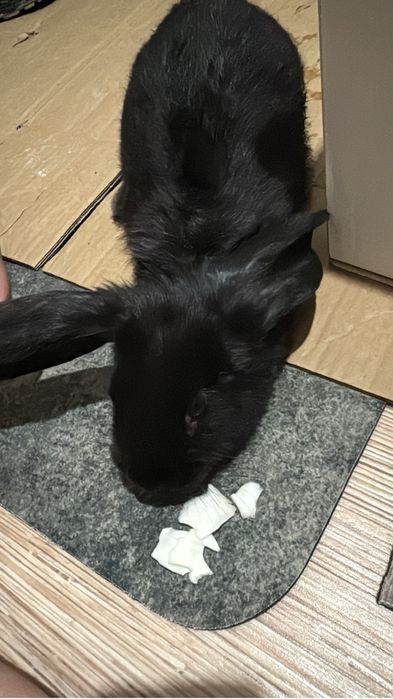 Продам кролика.