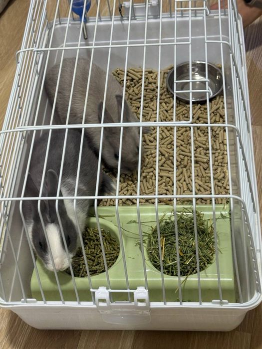 quyon zoti karlikiviy qafasi bilan sotiladi