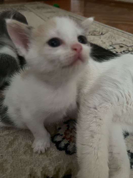 Отдам котят в добрые руки