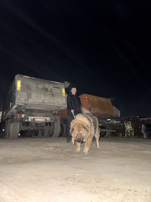 Продава кавказки овчарки