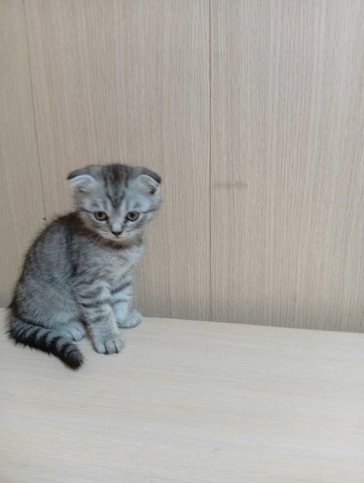 Продам шотландских котят.