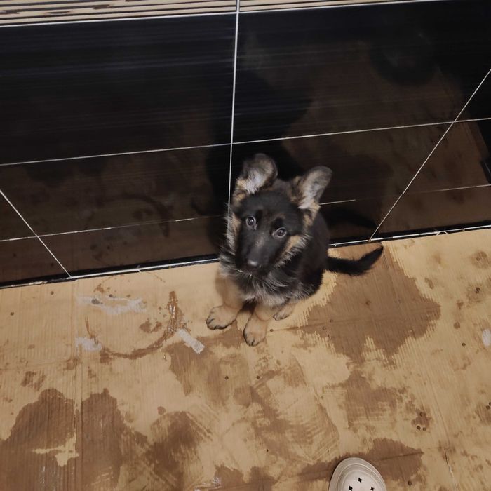 Hемска Oвчарска със чип и всички ваксини