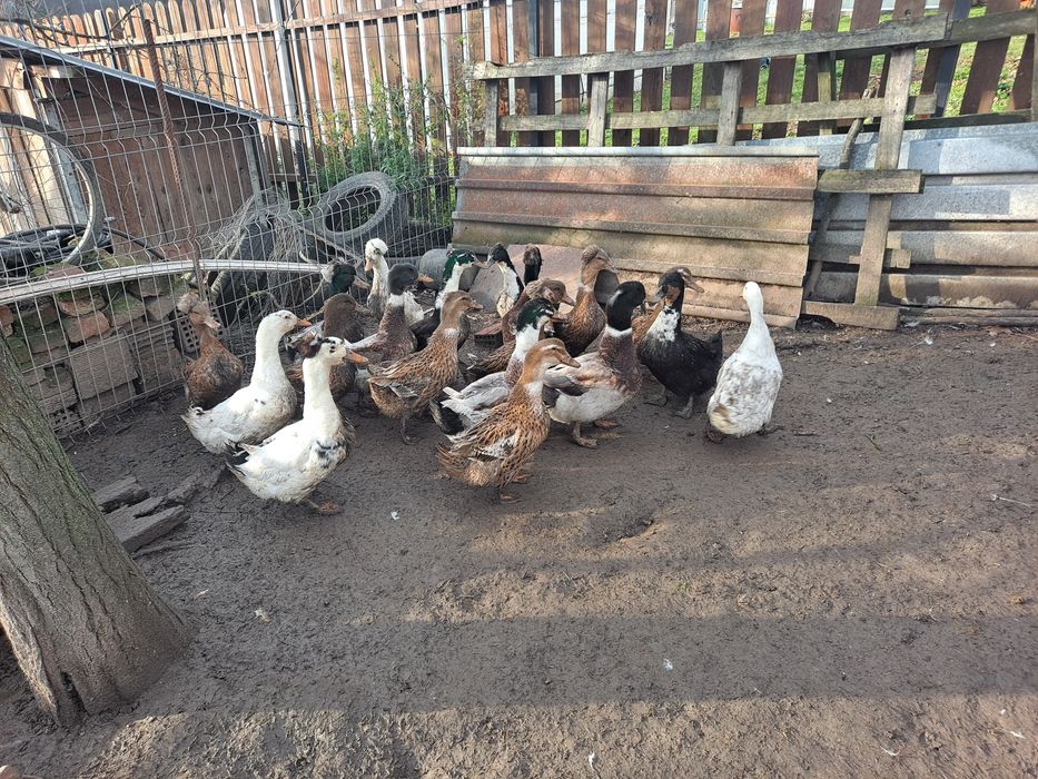 Vând rățoi pt sacrificat